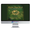 David Crow – Plants That Heal – Essays on Botanical Medicine